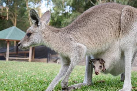 6 Things To Do In The Gold Coast Queensland Australia