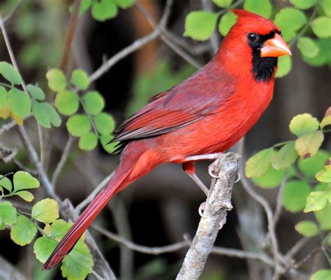 Cardinal Bird Wallpapers - Wallpaper Cave