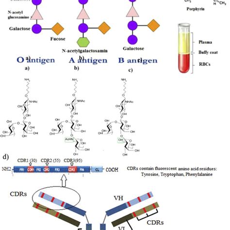 Chemical structure of various blood antigens and antibody. a) O antigen... | Download Scientific ...