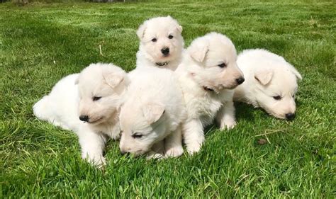 1 Male White Swiss Shepherd pups/puppies (Not German Shepherd) | in Dromara, County Down | Gumtree