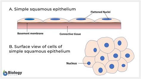 Simple Squamous Epithelium Labeled Diagram Wiring Diagram | The Best ...