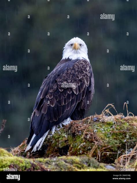 A wild bald eagle perched on cliff of Resurrection Bay with blur background, vertical shot Stock ...