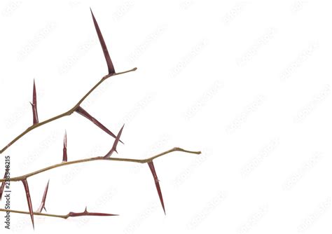 Acacia tree branch with thorns isolated on white background Stock Photo | Adobe Stock