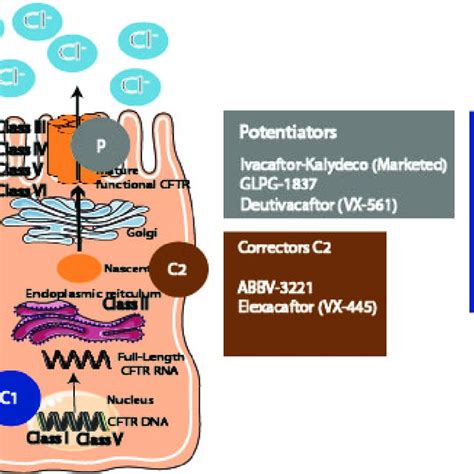 Different CFTR modulators and their targets. Abnormal CFTR protein ...