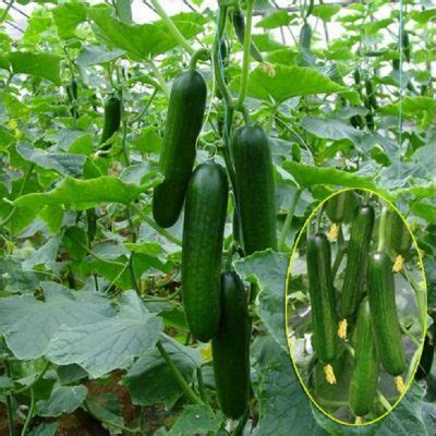 Multi-Varieties Cucumber Seeds, Vegetable Seeds, 100pcs/pack – GreenSeedGarden