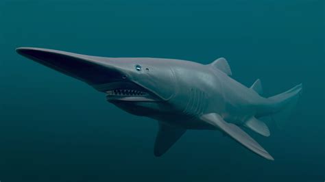 Goblin Shark: Key Facts, Lifespan, Habitat and Information - Discovery UK