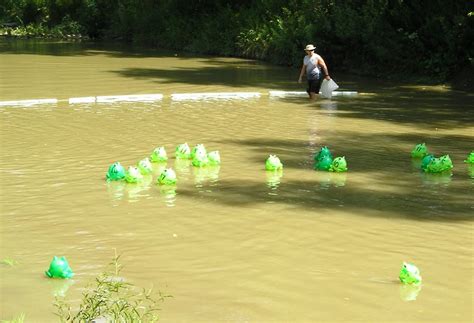 The Valley City Frog Jump Festival - Valley City, Ohio