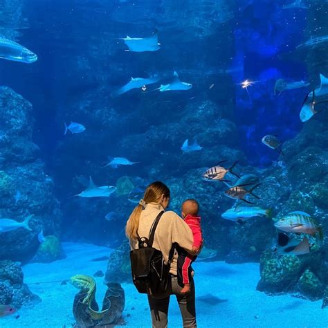 Downtown Aquarium Denver Tickets | Tiqets