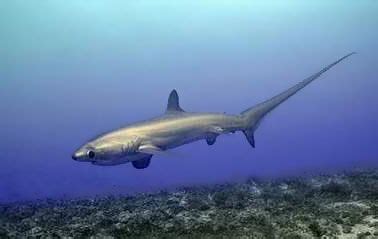 Thresher shark | Oceanic, Pelagic, Apex Predator | Britannica