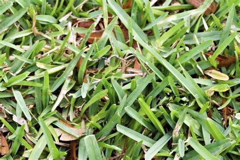 Why Is My St. Augustine Grass Yellow? | Hunker | St augustine grass, St augustine grass care ...