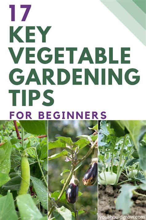 17 Key Vegetable Gardening Tips For Beginners - You Should Grow