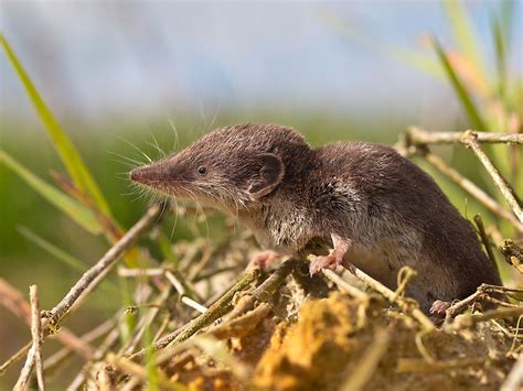 Animals Native to Germany - WorldAtlas