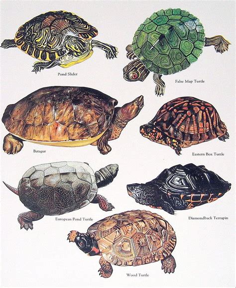 Kinds Of Turtles For Pets Turtle Identification [2021 Guide ...