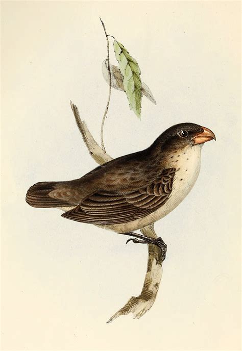 Darwin's Finches