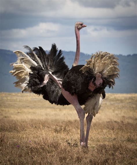 ostrich-s | Ostriches, Pet birds, Animals beautiful