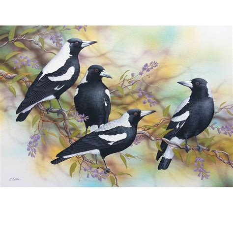 LC42 Australian Magpies, Purple Hardenbergia Australian Wildlife, Australian Animals, Australian ...