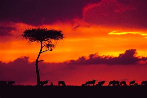 Sunset Sunday - Safari Sunsets in Kenya | Stay Adventurous | Mindset for Travel Blog