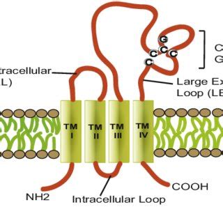 Structure of tetraspanins. The tetraspanin family contains four ...