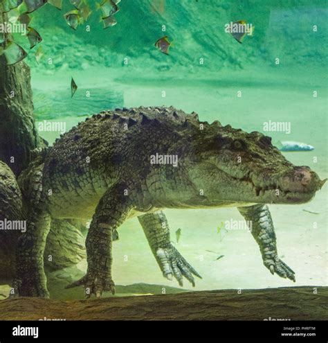 King Croc in Dubai Aquarium and underwater Zoo Stock Photo - Alamy