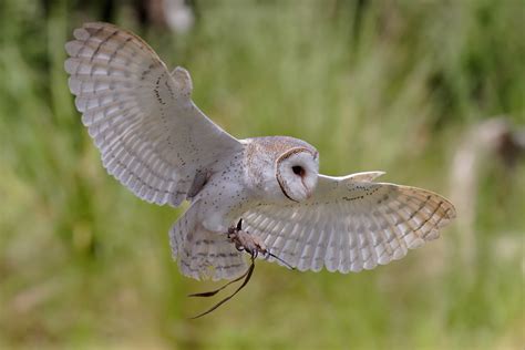 File:Australian barn owl.jpg - Wikipedia