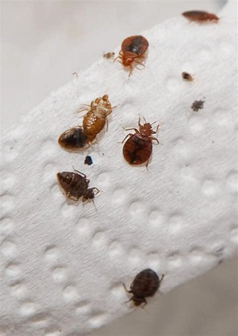 What Causes Bed Bugs? - Bed Bug Guide