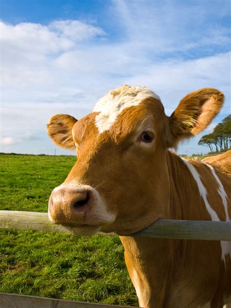 Cow | Cow in a field by the quad biking place in Devon PERMI… | Flickr