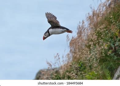 637 Puffin Diving Images, Stock Photos, 3D objects, & Vectors | Shutterstock