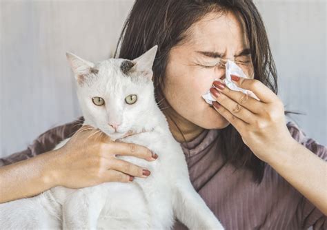 Can I Still Have A Pet if I Am Allergic? Ways To Relive Pet Allergy ...