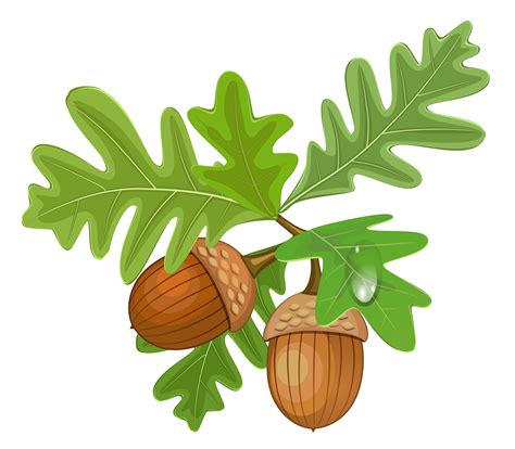 Download Acorn PNG Image for Free | Fall leaves png, Acorn, Clip art