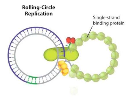 Rolling Circle DNA Replication – English Evidence-Based Medicine (EBM)