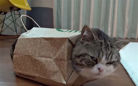 Maru cat really loves his new bag outfit (VIDEO) – SheKnows