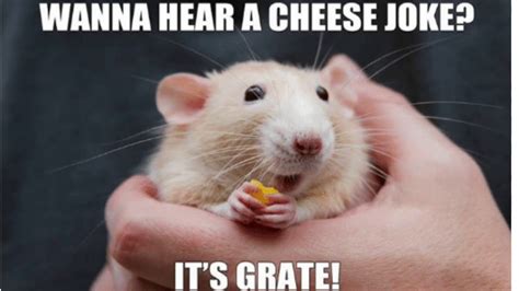 Need a laugh? Check out these hamster memes. | Small Pet Select