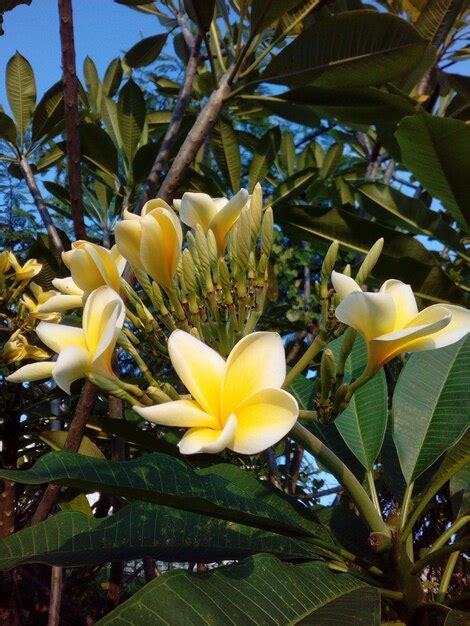 Premium Photo | Close-up of frangipani on tree