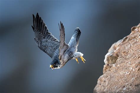 Peregrine Falcon Wallpapers - Wallpaper Cave