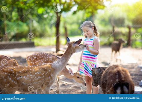 Child Feeding Wild Deer at Zoo. Kids Feed Animals. Stock Photo - Image of beautiful, animal ...