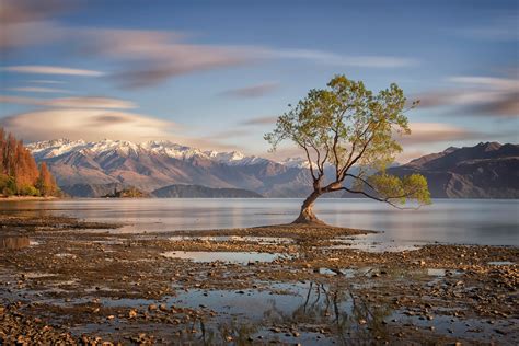 lake, Wanaka, New, Zealand, Tree, Autumn Wallpapers HD / Desktop and Mobile Backgrounds