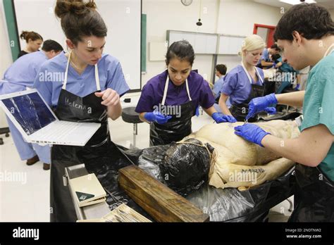 First year medical students dissect a cadaver at a gross anatomy lab at ...