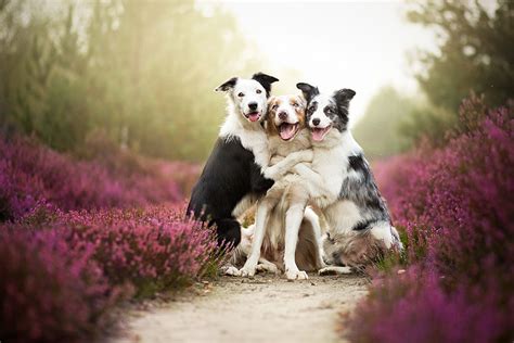 Warm And Inspiring Dog Portraits By Alicja Zmyslowska | DeMilked