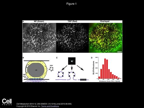 Volume 12, Issue 3, Pages (September 2010) - ppt download