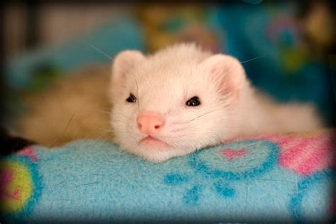 All About Ferret Pain And Distress | BeChewy