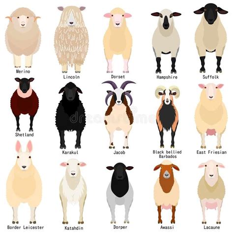 Sheep Farm, Cute Sheep, Sheep And Lamb, Barn Animals, Cute Animals, Raising Farm Animals, Teacup ...