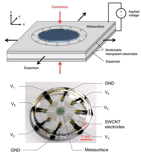 Metalens with artificial muscle simulates (and goes way beyond) human-eye and camera optical ...