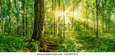 Forest Golden Sun Rays Stock Photo (Edit Now) 426381253