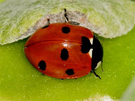 British Ladybirds Identification | Wildlife Insight