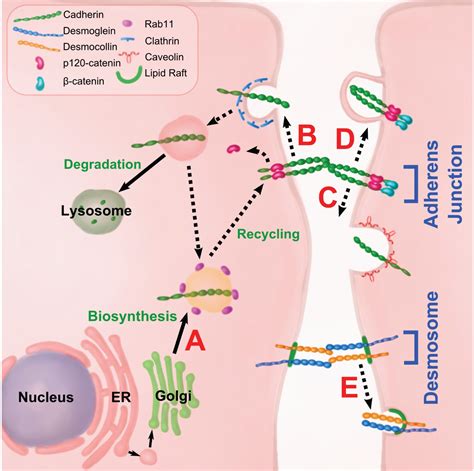 Cadherin tales: Regulation of cadherin function by endocytic membrane ...