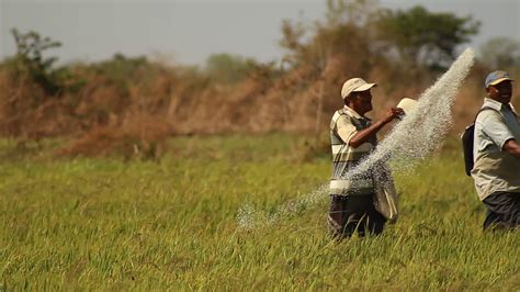 El ocaso de la producción de arroz en Calabozo | Agenda Venezuela 2030