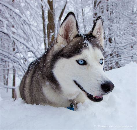 15 Dog Breeds That Love The Snow - LUV My dogs