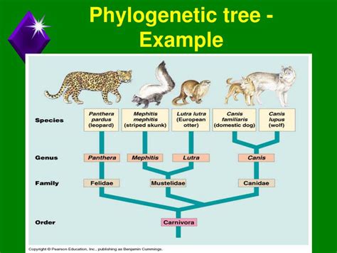 PPT - Chapter 18 Phylogeny and the Tree of Life PowerPoint Presentation - ID:4325631