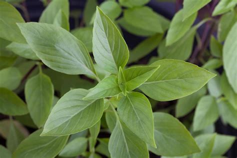 fresh basil leaves 10442227 Stock Photo at Vecteezy