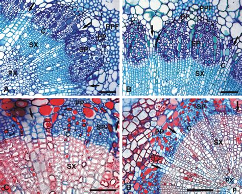 Anatomy of the vascular bundles. LM images of cross sections taken... | Download Scientific Diagram